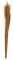 DIJK Ginstergras Natur - Broom Grass - Thysanolaena - 90-105 cm -100g