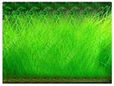100 Unids Acuario Agua Hierba Semillas Pecera Hidrófila Planta Paisaje Decoración Flor Fruta Árbol Vegetal Semillas Grandes semillas peludas 100pcs