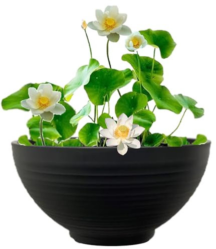 vdvelde.com - Terrassenteich - Weißer Lotus - Komplettset - 13 Pflanzen - Kunststoffschale Ø 40 x H 20 cm
