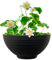 vdvelde.com - Terrassenteich - Weißer Lotus - Komplettset - 13 Pflanzen - Kunststoffschale Ø 40 x H 20 cm