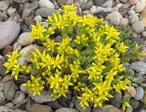 1 Pack of 700 SEEEDS Stonecrop Sedum reflexum