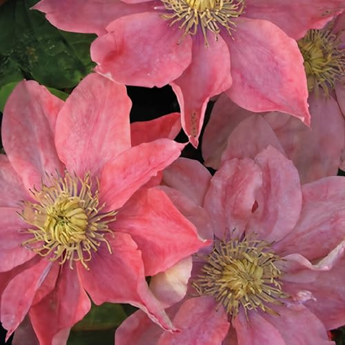 Clematis Little Mermaid 2L - Zarte rosa-lachsfarbene Blüten