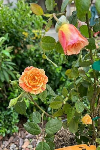 eGarden.store - Pianta vera di Rosa Rifiorente Rampicante | Altezza: 80 cm - Diametro vaso: 24 cm - Fioritura vigorosa arancione rifiorente e resistente da coltivare all'esterno
