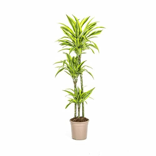Dracaena Deremensis Lemon Lime, albero del drago, diametro 24 cm, 130-150 cm, pianta esotica da interni con foglie verdi e gialle, facile da pulire e purificante dell'aria