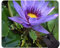 Tappetino per mouse Lotus Gaming Design a colori floreale - Tappetino mouse in gomma antiscivolo Lotus