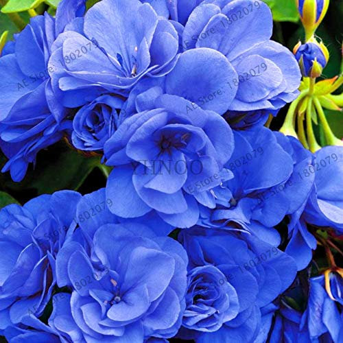 Generische frische 100 Stück Geranie Blumensamen zum Pflanzen Hellblau
