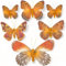 MIK funshopping Deko-Schmetterlinge mit Clip zur farbenfrohen Dekoration (6-teiliges Set, orange-braun)