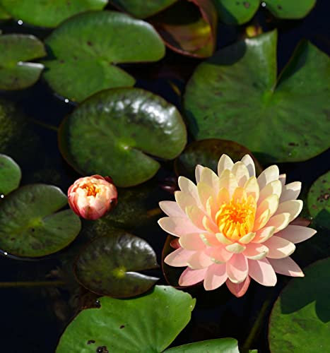 Seerose Paul Hariot - Nymphaea