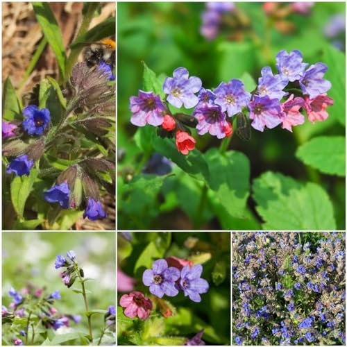 300 pcs lungenkraut pflanze samen - wildblumensamen bienenweide,Pulmonaria rubra, frühlingsblumen blumen geschenk ausgefallene geschenke deko büro seeds balkon beet garten pflanzen