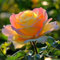 Rosenpflanzen pflanzen,Rosenrhizom winterharte mehrjährige Sträucher – duftende Rosen – Hybridrosen-1Pflanze-E