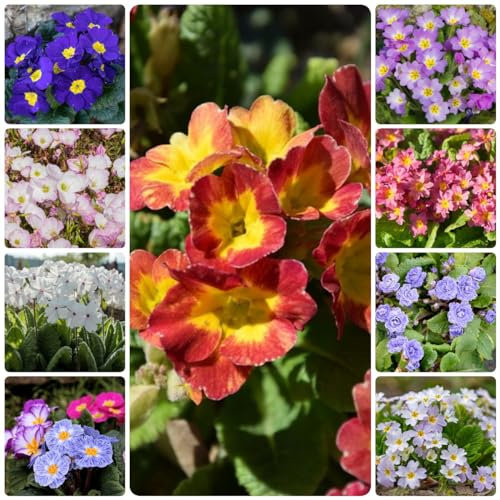 300 pcs primeln winterhart samen - ausgefallene geschenke gartenblumen mehrjährig winterhart primel,Primula malacoides, winterfeste pflanzen für balkon kleine geschenke topfpflanzen