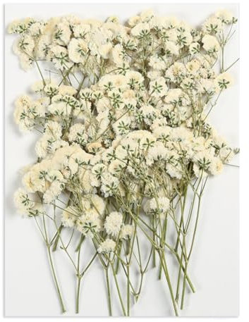 50 Stück Gepresste Blumen Schleierkraut Getrocknet Weiß Baby s Breath Getrocknete Blumen Trockenblumen zum Basteln Echte Natürliche Getrocknete Gepresste Blumen für DIY Harz Kunsthandwerk 8-10cm