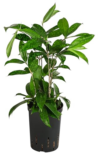 Dehner Drachenbaum, in Hydrokultur, gesprenkeltes Laub, ca. 55 cm, Ø 15 cm | Dracaena surculosa, inkl. Wasserstandsanzeiger, mehrtriebige Zimmerpflanze, für halbschattige bis schattige Standorte
