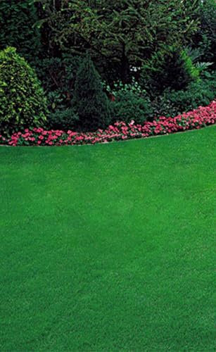 Loietto Perenne - Semi di Graminacea Per Prato, Crescita Rapida, Colore Verde Intenso, Adatto a Climi Temperato-Freschi - 1kg 3 confezioni