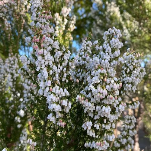 100 Pcs Heidekraut Samen - Winterharte Pflanzen Für Garten, Winterharte Blumen Heidekraut Pflanzen Samen, Blumen Balkon, Garten Geschenke Für Frauen Blumensamen Balkon, Winterharte