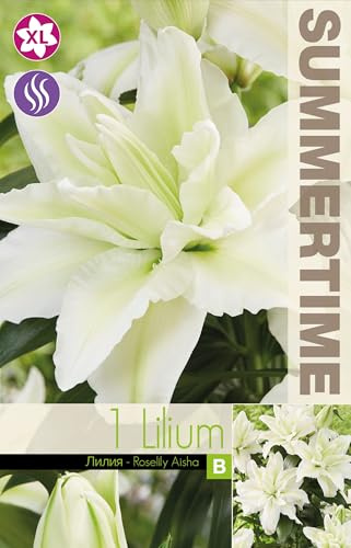 AGRONOM | LILIEN - ROSELILY AISHA | Mehrjährige Blumenzwiebeln | Weiß Blumen | Werden in Blumengärten, Töpfen angebaut, in blühenden Rasenflächen | 1 Blumenzwiebel