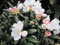 Rhododendron yakushimanum Blue Leaves - Ball Alpenrose - 30-40cm