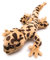 Onwomania Plüschtier Kuscheltier Stoff Tier Leopardgecko gepunktet Echse 27 cm