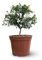 Attitude Jardin - Citron caviar rouge - microcitrus australasica - agrume méditerranéen - arbre fruitier - 50-60 cm - ⌀ 20 cm