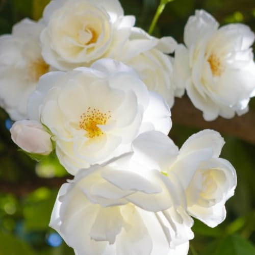 YouGarden Harkness Roses Laura's Rose, Established Plant in 4 Litre Pot, Ready to Plant Patio Bush Rose with White Flowers, Repeat Flowering in Summer and Autumn, For Pots, Beds, and Borders