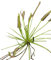 Fleischfressende Pflanze - Drosera capensis - der rote Kap Sonnentau mind. 25 frische Samen