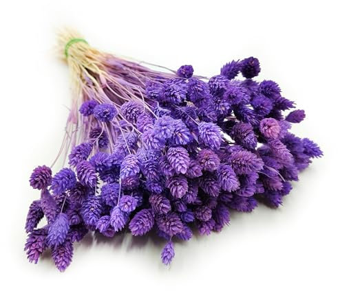 Enchanted Dekogras Getrocknetes Gras Ziergras Kanariengras Phalaris Trockenblumen Natürlich Boho Ca. 100 Stück 80 g Violett