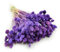 Enchanted Dekogras Getrocknetes Gras Ziergras Kanariengras Phalaris Trockenblumen Natürlich Boho Ca. 100 Stück 80 g Violett