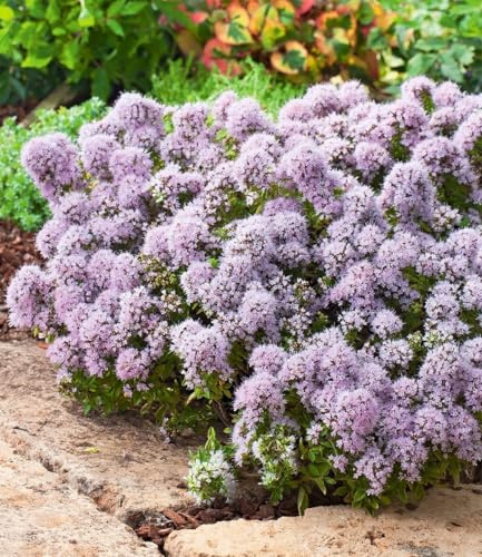 BALDUR Garten 6x Winterharter Oregano, Pflanzen im 9x9 cm-Topf
