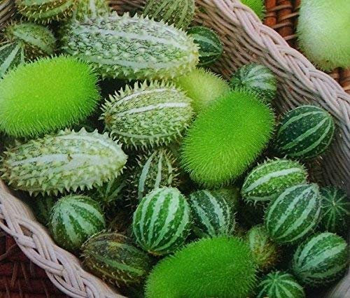 Semi di cetriolo ornamentali - Cucumis dipsaceus