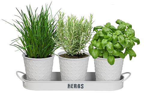 simpa 3PC White Herb Pot Planters with Embossed Decorative Finish & Tray