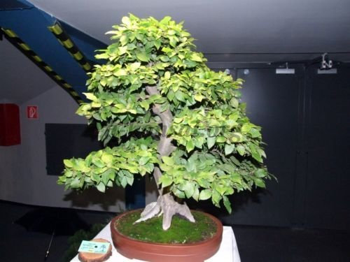 Hainbuche, Carpinus betulus, Baum Samen (Fall-Farbe, Bonsais, Topiary) 20