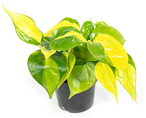 Scindapsus aureum Brazil, Zimmerpflanze im 12cm Topf, Efeutute, Höhe ca.15cm