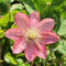 Clematis Großblütige Little Mermaid 1L - Garten Pflanzen mit schönen Blüten - Die perfekte Dekoration für Ihr Grundstück - Für Anfänger und professionelle Gärtner - Eine schöne Blume Pflanze