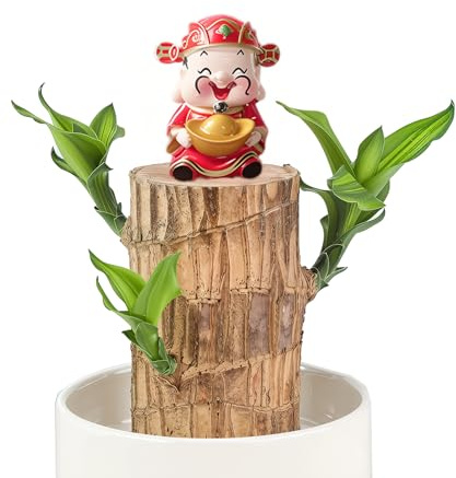 Plante en pot en bois chanceux brésilien - Mini arbre de la fortune avec plateau en plastique,décoration d'intérieur de bureau,plante en pot hydroponique (Dieu de la fortune, 1)