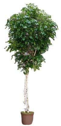 Kunstbaum Maxi Birke 400cm mit Naturstämmen und 9324 Textilfaser Blätter - große Kunstpflanze Kunstbaum künstliche Bäume Kunstbäume Gummibaum