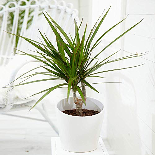 Tropical Indoor Madagascar Dragon Tree - Draceana Marginata Home/Office Plant