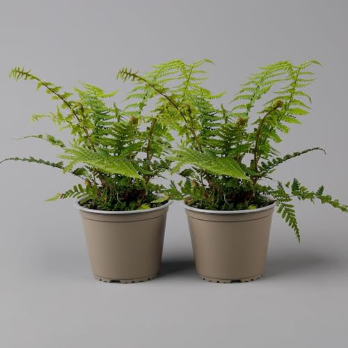 Goldschuppenfarn, Topf-Ø 17 cm, 2er-Set