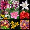 Lilium zwiebeln winterhart mehrjährig,lilien zwiebeln forever susan,seltene lilienknollen-8zwiebeln-H
