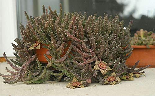 Portal Cool Stapelia Orbea Red Variegato Modulo Piante Succulente Talee Taglio