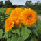 500 PCs Sonnenblumenkerne Zum Pflanzen Seltinger Sonnenblumenkerne Einfach Zuüchten Nick-Gvo Samen für Garten und hof pflanzen N