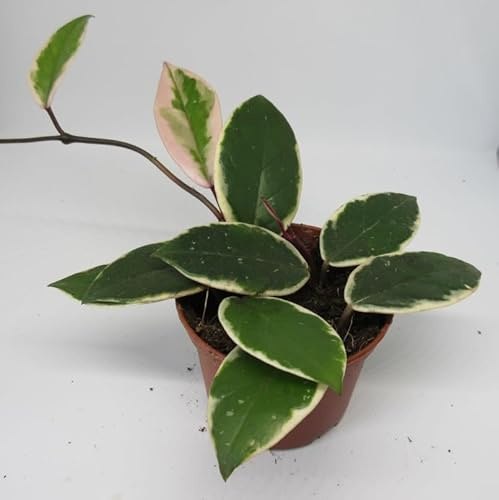florari Hoya carnosa Tricolor Flamingo Dream / Pozellanblume, Wachsblume