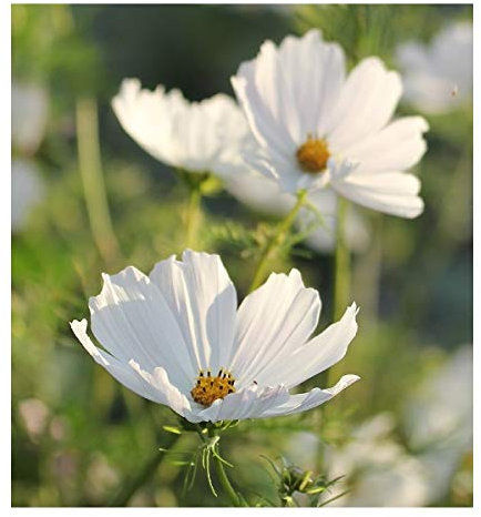 Cosmos 'Purity' / Large white flowers all summer / Seeds