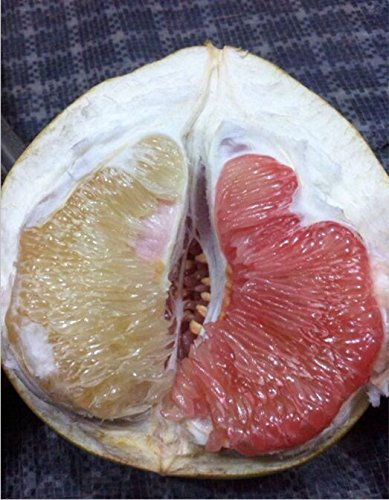 Bonsai Fruchtsamen 10pcs Hardy Mini Pummello Pomelo Pomello Baum Dwarf kao Pan Traubenfrucht! Selten