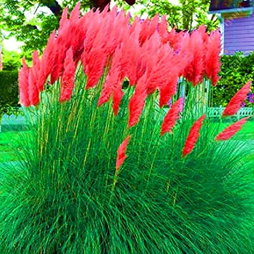 TOYHEART 100 Stück Premium Blumensamen, Schilfsamen Dekorative DIY Schöne Zierpampas Gras Schilf Samen Für Den Garten rot
