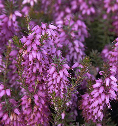 10x Winterheide Rosalie - Erica carnea - Gartenpflanze