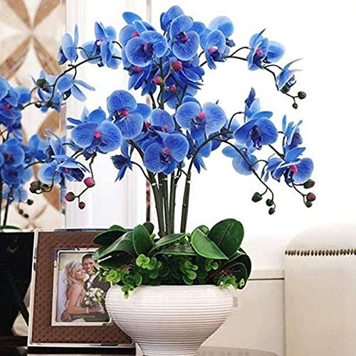 50 Stück Orchideen Samen, Phalaenopsis Samen für Garten und Balkon,Ideale Garten Pflanzen, Balkon Pflanzen (Blau Phalaenopsis Samen)