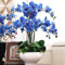 50 Stück Orchideen Samen, Phalaenopsis Samen für Garten und Balkon,Ideale Garten Pflanzen, Balkon Pflanzen (Blau Phalaenopsis Samen)