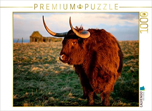 CALVENDO Puzzle Schottisches Hochland Rind - Highland Cattle in Caithness | 1000 Teile Lege-Größe 64 x 48 cm Foto-Puzzle für glückliche Stunden