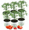 Tomatenset, 6 Tomatenpflanzen,Normale Stabtomate,Fleischtomate,Cocktailtomate