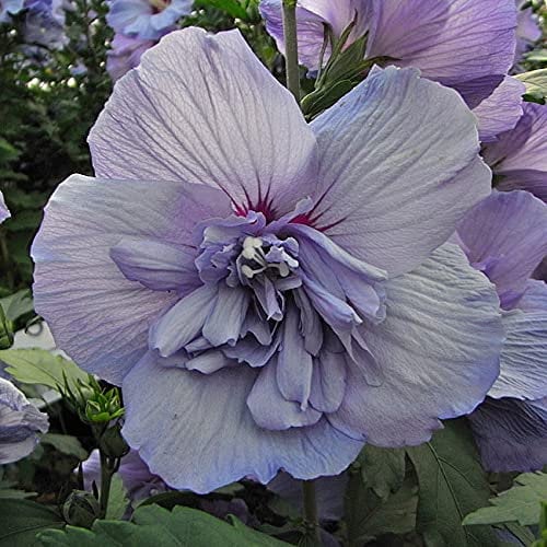 Hibiskus Garteneibisch Blue Chiffon - Hibiscus syriacus - winterhart und mehrjährig - 1 Zierstrauch von Garten Schlüter - Pflanzen in Top-Qualität 30-40 cm